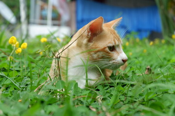 orange shorthair cat on the grass