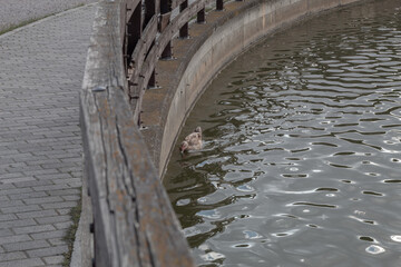 A duck in the lake of Tritsis Park