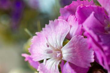 The beautiful lily flower was taken with macro photography technique as a close-up. sweet william...