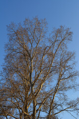 Poplar tree in sunny spring day on the background of blue sky