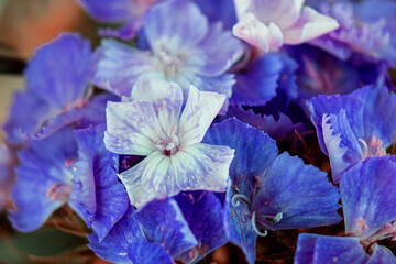 The beautiful lily flower was taken with macro photography technique as a close-up. sweet william...