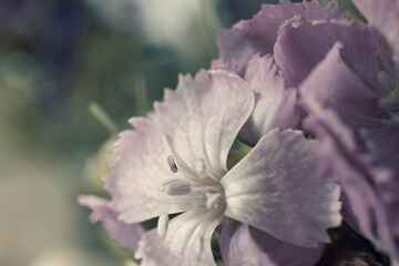 The beautiful lily flower was taken with macro photography technique as a close-up. sweet william...