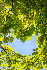 Bäume in den vier Jahreszeiten