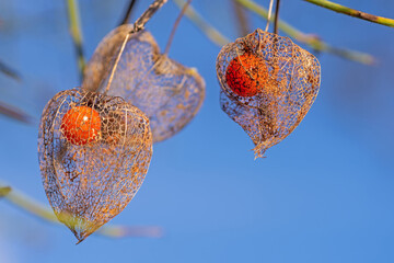 Früchte der Lampionblume