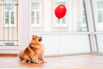 a small fluffy pomeranian looks at a balloon in the shape of a heart at home, a symbol of Valentine's Day