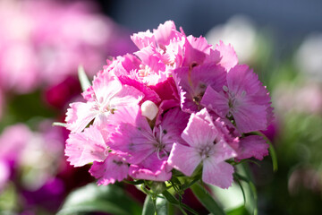 The beautiful lily flower was taken with macro photography technique as a close-up. sweet william flower. 