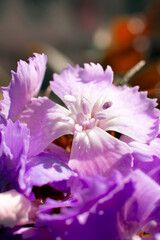 The beautiful lily flower was taken with macro photography technique as a close-up. sweet william flower. 