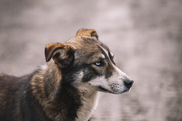 Portrait of a brown dog