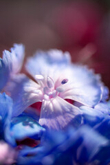 The beautiful lily flower was taken with macro photography technique as a close-up. sweet william...