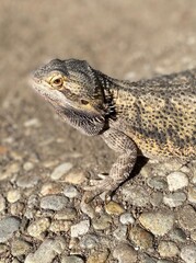 bearded dragon lizard