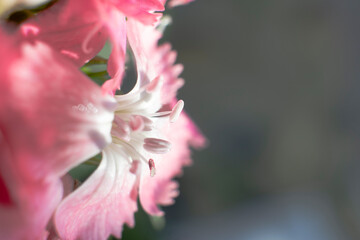 The beautiful lily flower was taken with macro photography technique as a close-up. sweet william...