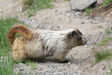 Hoary Marmot Looking for Food