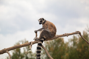 Photo of a beautiful lemur