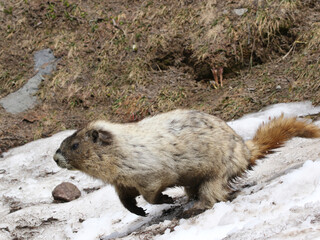 Obraz premium Hoary Marmot Running through Snow