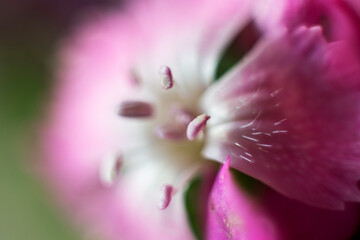 Fototapeta premium The beautiful lily flower was taken with macro photography technique as a close-up. sweet william flower. 