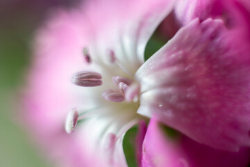 Fototapeta premium The beautiful lily flower was taken with macro photography technique as a close-up. sweet william flower. 