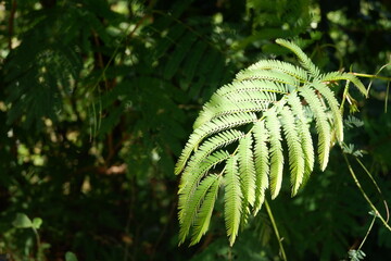 fern leaf in the forest