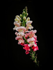 Branch of Snapdragons flowers isolated on a black background