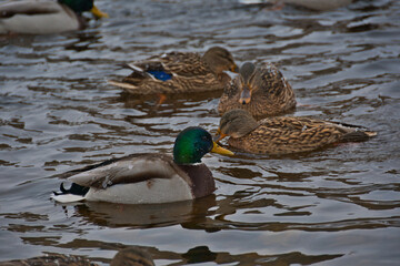 A multi-colored handsome drake swims along the unfrozen winter river, beautiful beige female mallards swim nearby. Water droplets immediately freeze on the birds' plumage.