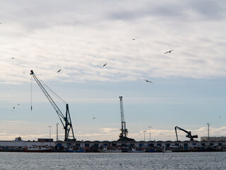 Obraz premium Silhouettes of port cranes. Scenery industrial landscape on sunset