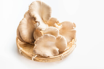 ヒマラヤヒラタケ