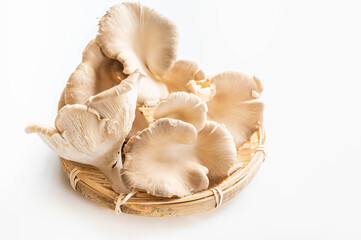 ヒマラヤヒラタケ