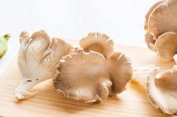 ヒマラヤヒラタケ