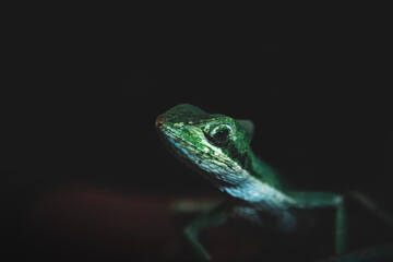 Green lizard on a black background