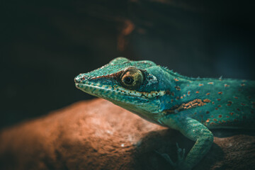 Green lizard on a tree