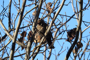 a bird sits on a tree branch