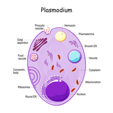 Plasmodium anatomy. Structure of unicellular parasite. malaria