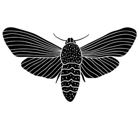 Night moth butterfly. Black hand drawn vector illustration.