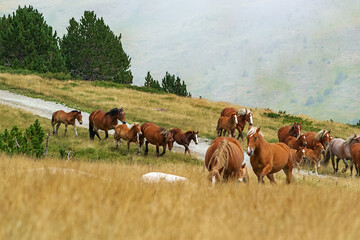 Herd of wild horses in the Andorran Pyrenees walking in the fog