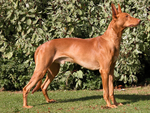 Pharaoh Hound Photos Royalty Free Images Graphics Vectors Videos Adobe Stock
