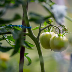 Two big green ecological tomatoes grown in private greenhouse one midsummer day