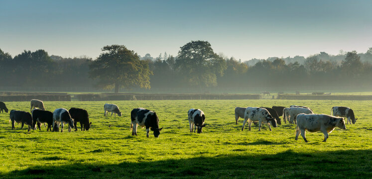 UK, England, Surrey, cattle grazing pano