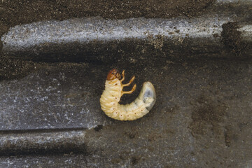 Cockchafer beetle larvae on metal shovel. Garden larva insect pest.