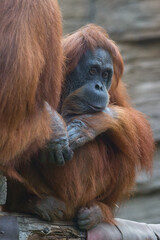 Sad orangutan at the zoo