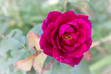 Red rose in the dew grows in the garden in summer