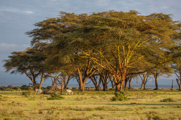 Obraz premium Acacia Trees in Lake Naivasha, Kenya