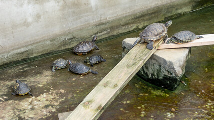 Fototapeta premium Many small turtles swim in the pond.