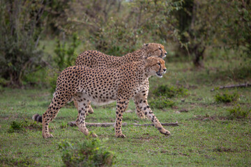 Cheetah in Masai Mara Game Reserve in Kenya