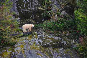 Endearing white spirit bear (Ursus americanus kermodei) standing in the middle of wild plants