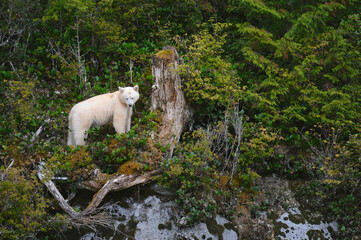 Endearing white spirit bear (Ursus americanus kermodei) standing in the middle of wild plants