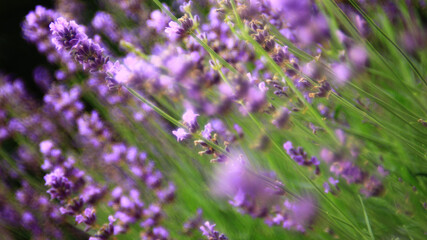 Flowers Of Lavender In The Summer