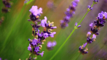 Flowers Of Lavender In The Summer