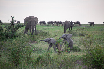 Baby Elephants playing each other in Masai Mara Game Reserve