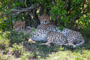 Naklejka na ściany i meble Cheetah in Masai Mara Game Reserve in Kenya