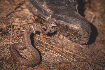 Fototapeta premium A closeup of a venomous snake that gnaws at a man's boot with venomous teeth. The common viper, a dangerous poisonous snake, lives in the European part. Toned
