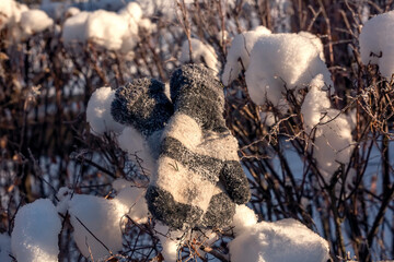 Mittens lie on a branch of a spruce tree in the snow.